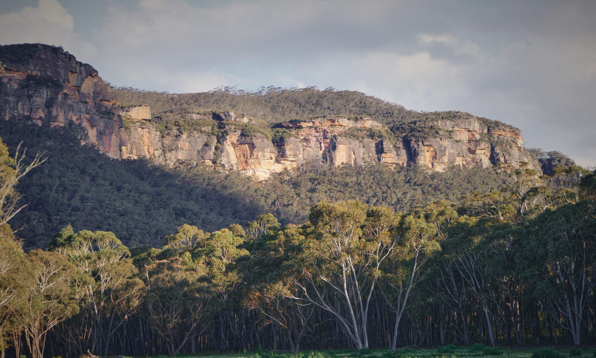 A scenic view of the lush, forested landscape of the Blue Mountains with towering sandstone cliffs under a softly lit sky, highlighting the natural beauty of this rugged terrain.