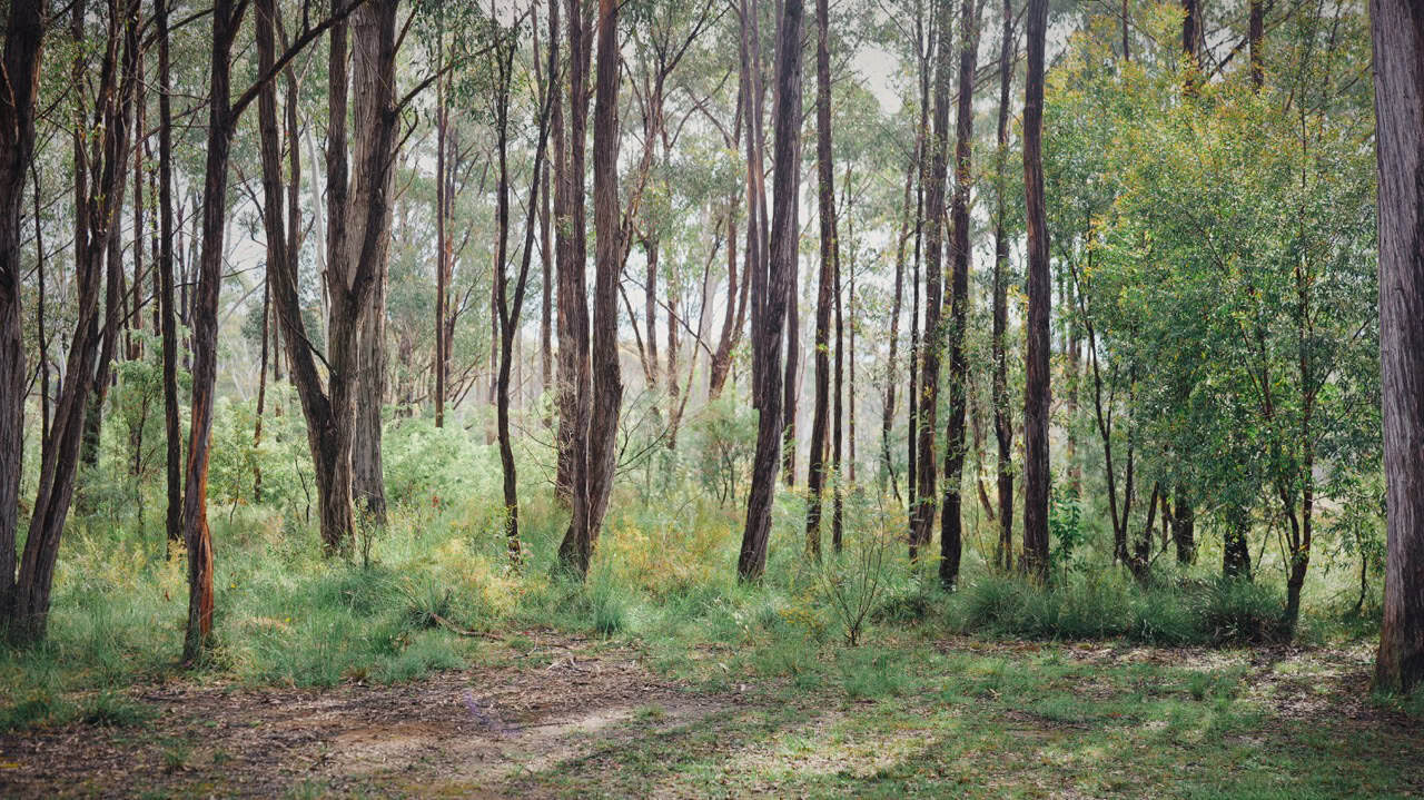 Bustwalking in the blue mountains