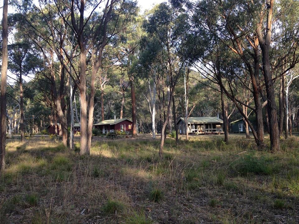 Three small cabins are nestled among tall trees in a forest clearing, offering peaceful Blue Mountains accommodation.