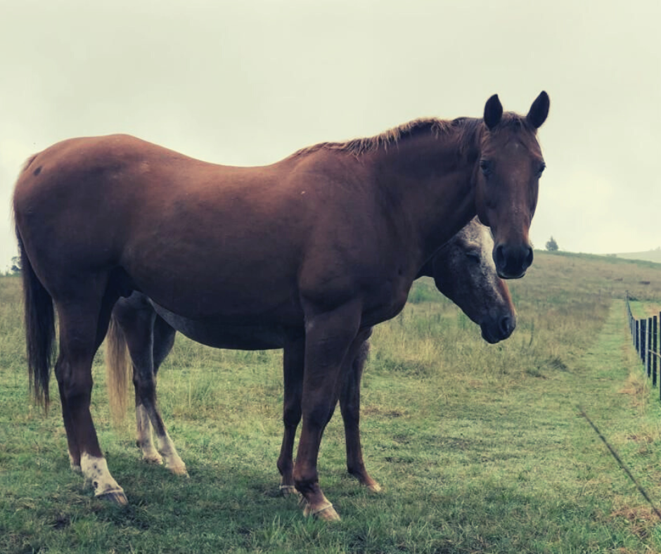 Amaroo equine werriberri