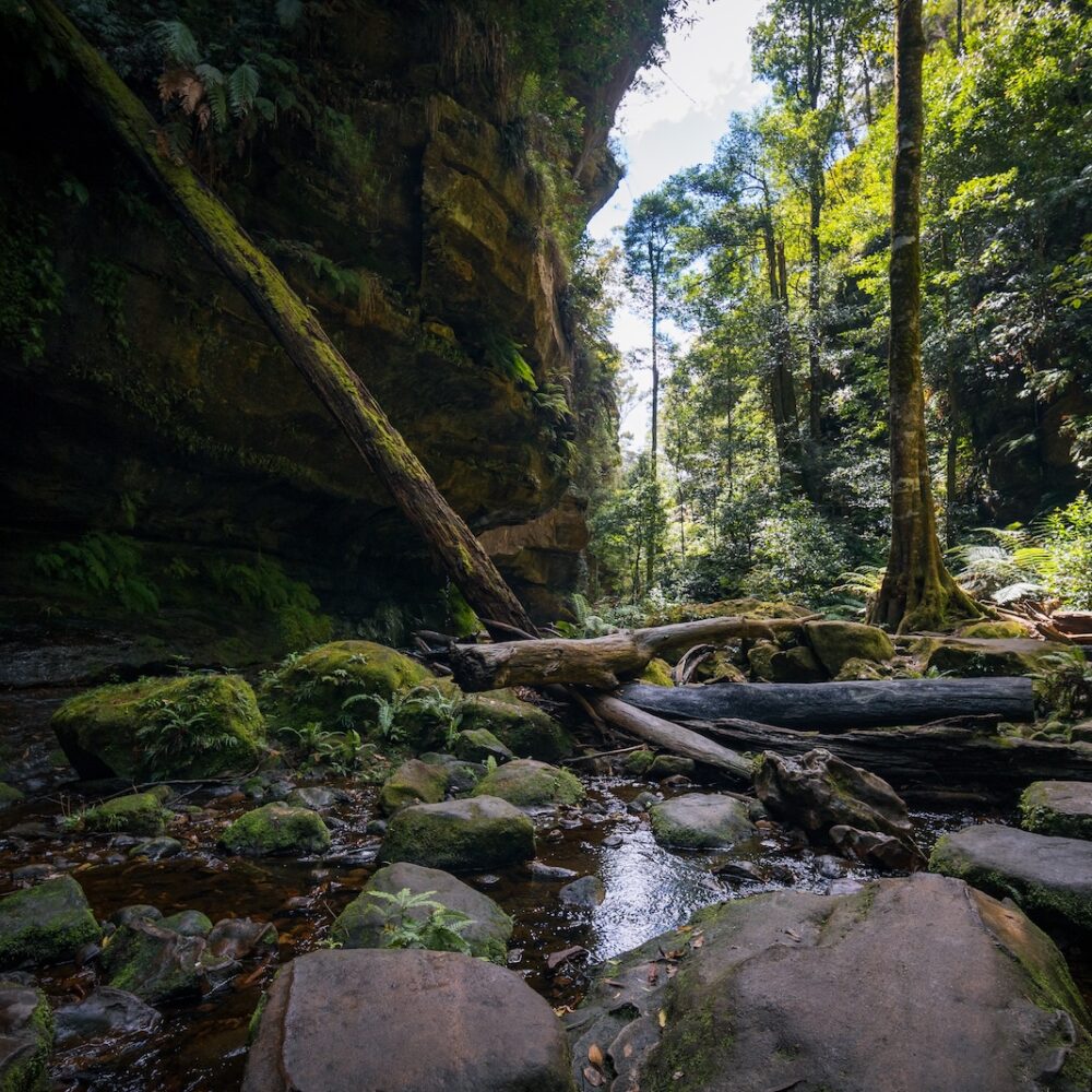 The Grand Canyon Track: One of the Blue Mountains’ Most Unforgettable Walks