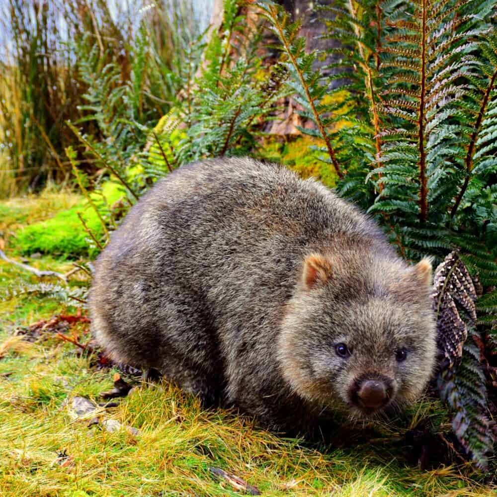 Wildlife in the Blue Mountains