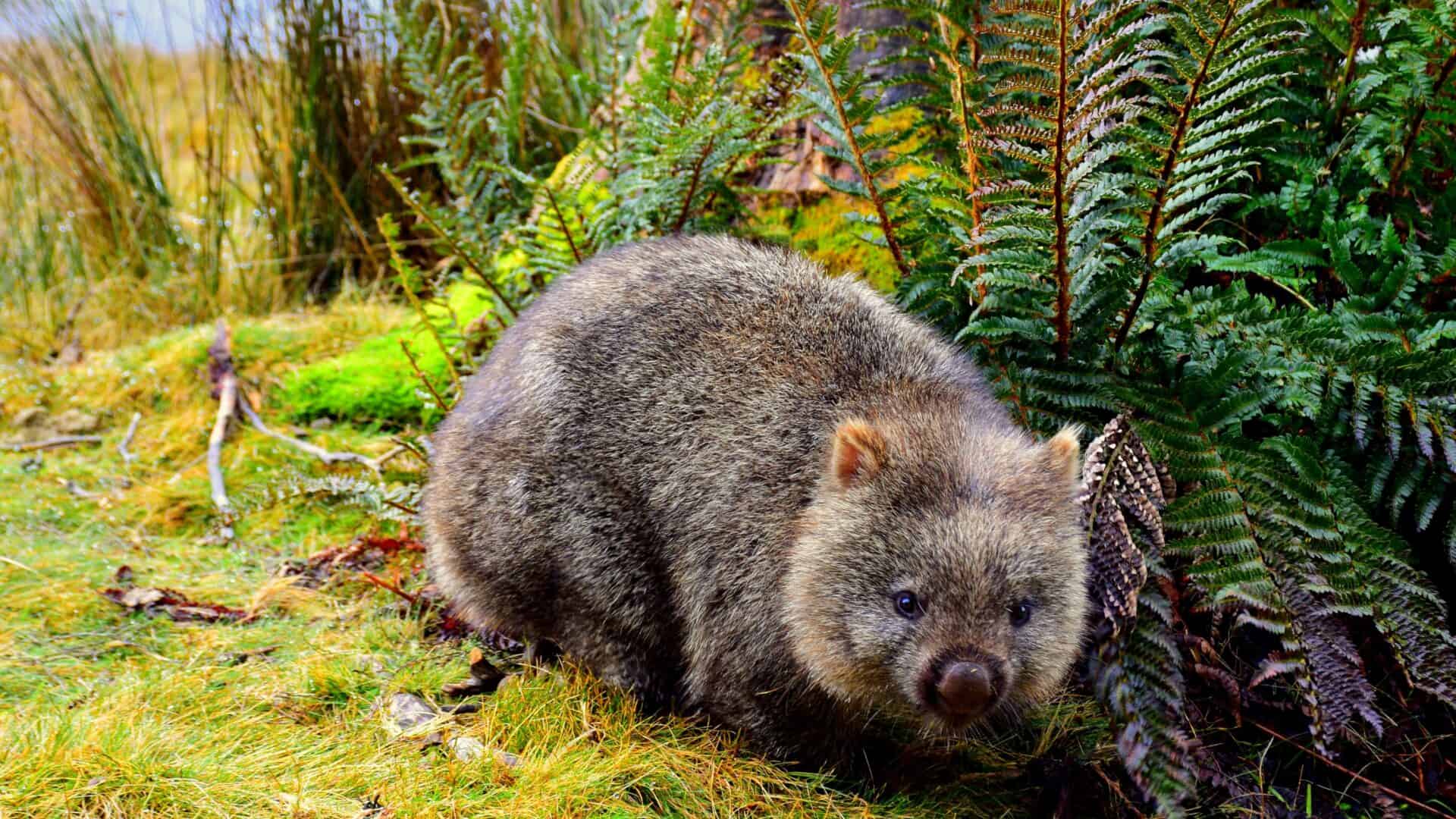 Close-up of a wombat in the Blue Mountains' lush forest.