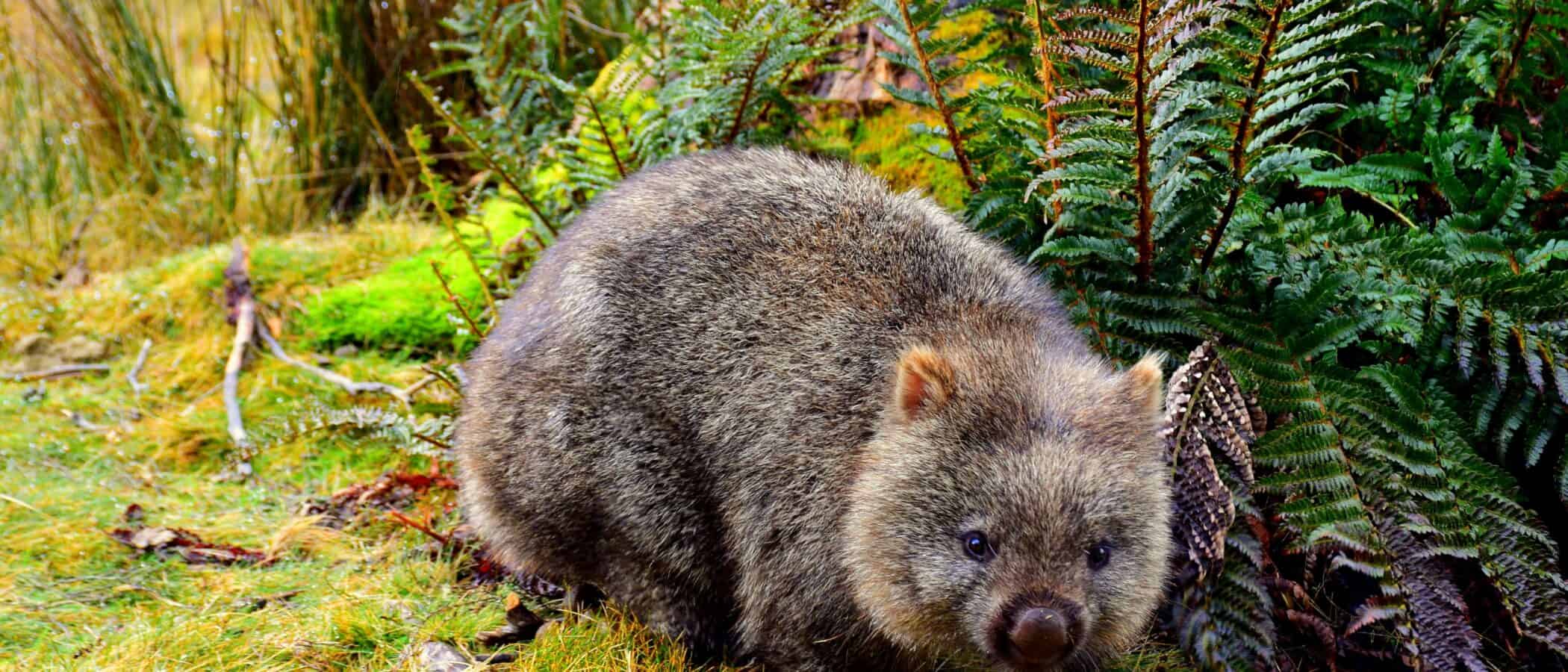 Close-up of a wombat in the Blue Mountains' lush forest.
