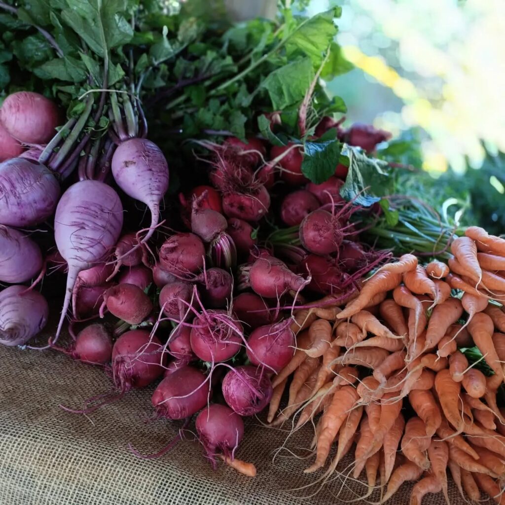 Bunches of beetroot and carrots, freshly pulled, at the Farm Gate