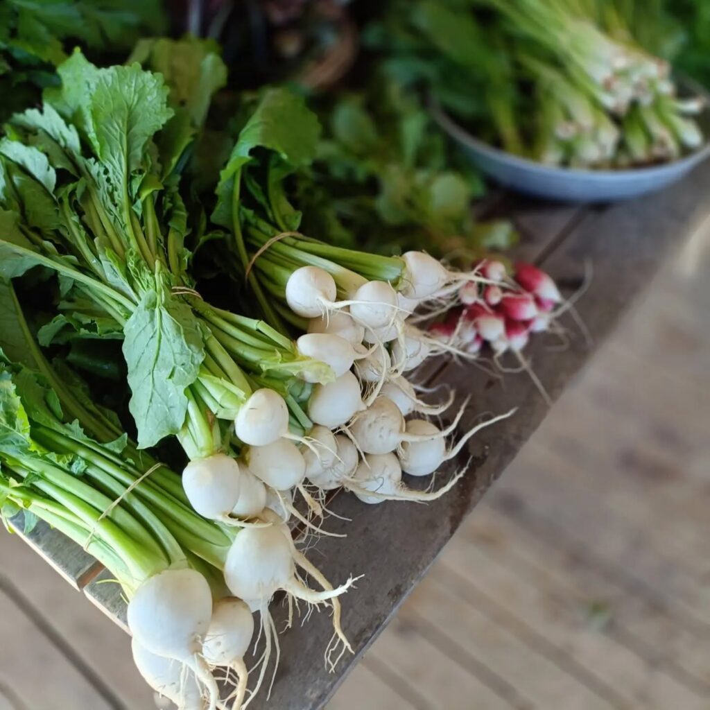 Bunches of white turnips and radishes on a timber table at the Farm Gate