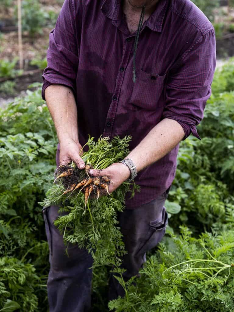 Person harvesting fresh carrots from the garden in a purple shirt.