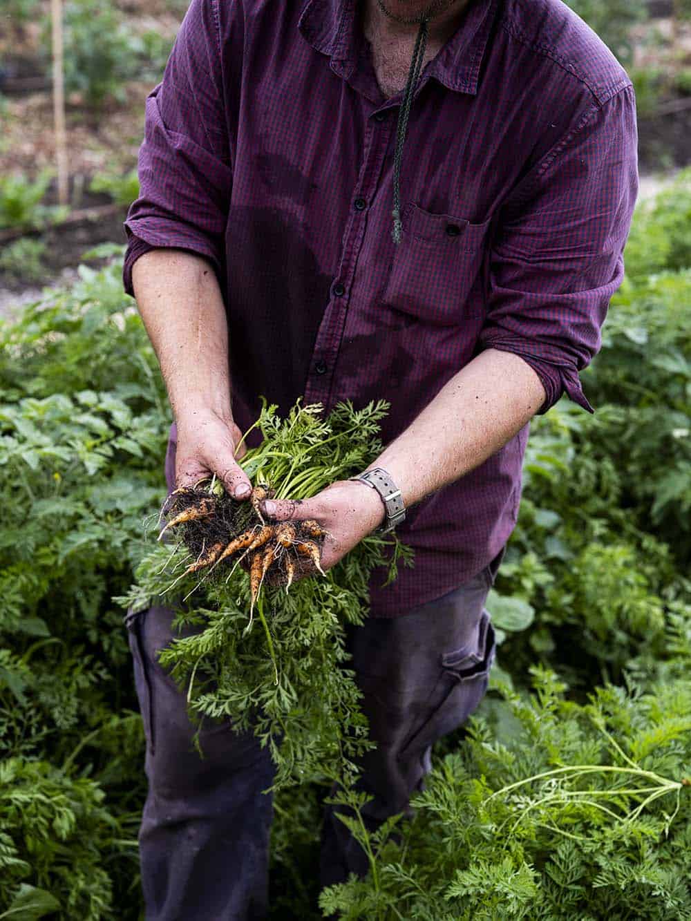Person harvesting fresh carrots from the garden in a purple shirt.