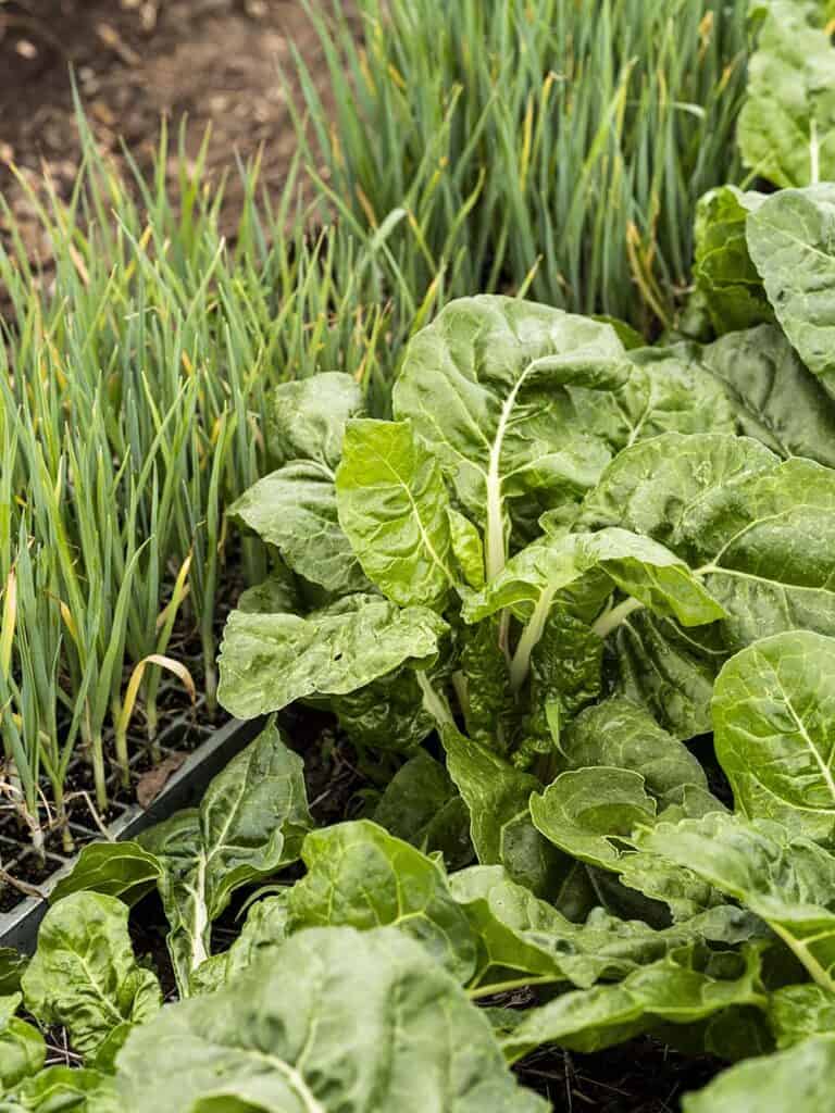 Close-up of fresh lettuce and green onions growing in a garden bed.
