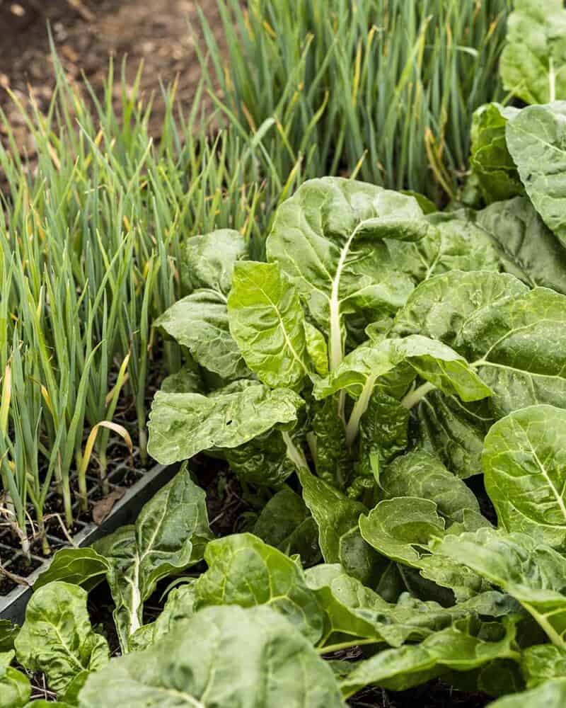 Close-up of fresh lettuce and green onions growing in a garden bed.