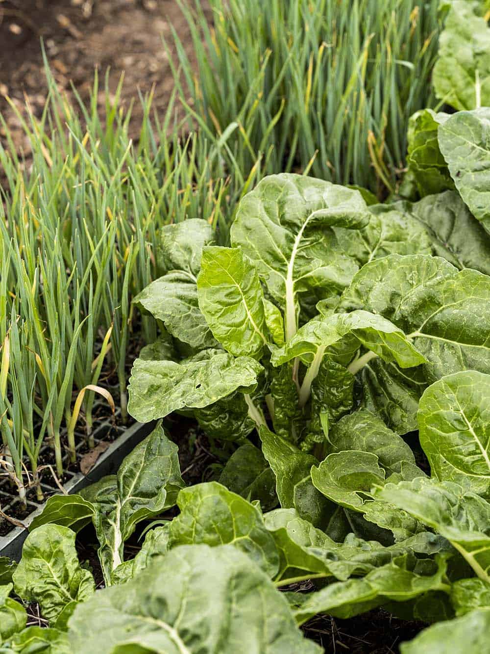 Close-up of fresh lettuce and green onions growing in a garden bed.