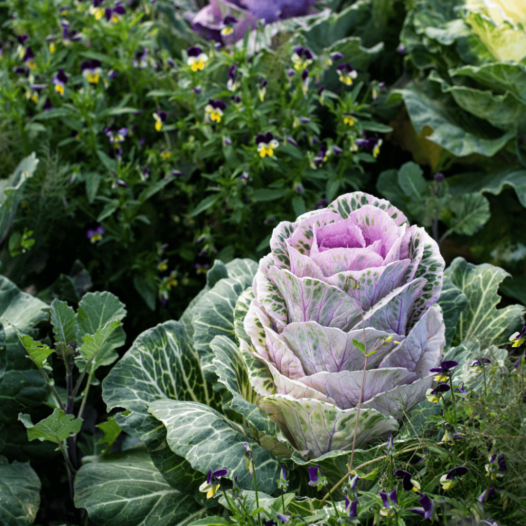 Colorful ornamental cabbage surrounded by purple and yellow flowers in a garden.