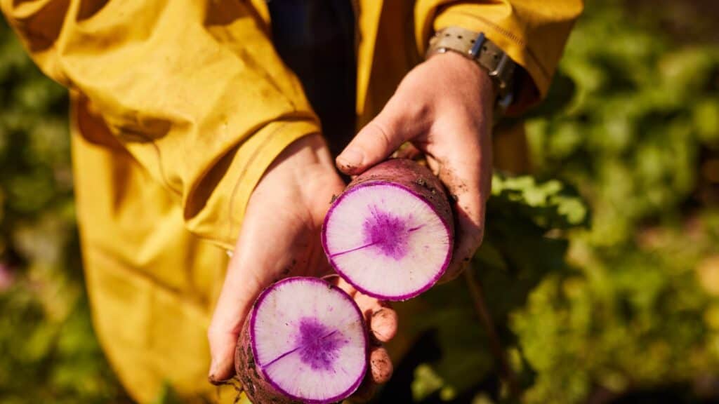 Person holding freshly harvested beetroot with purple interior.
