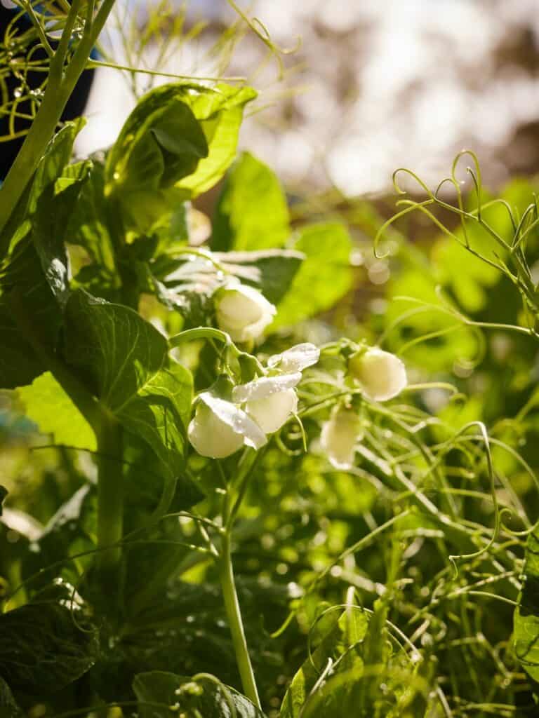 Close-up of green beans growing on the farm with sunlight.