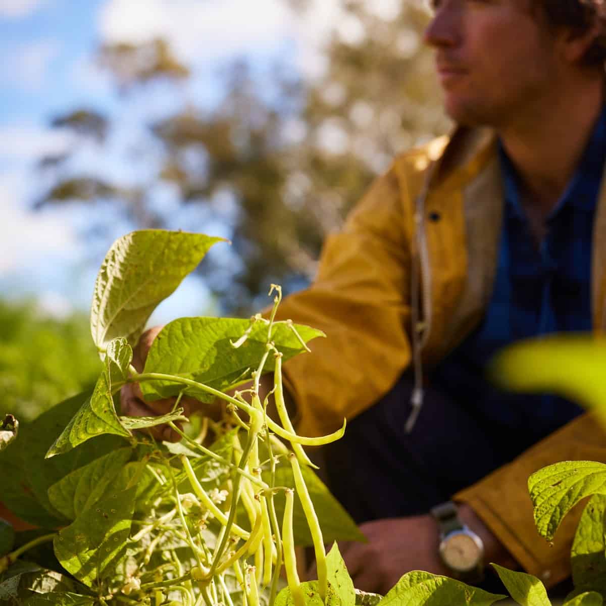 Farmer harvesting green beans in a lush field at LOT 101.
