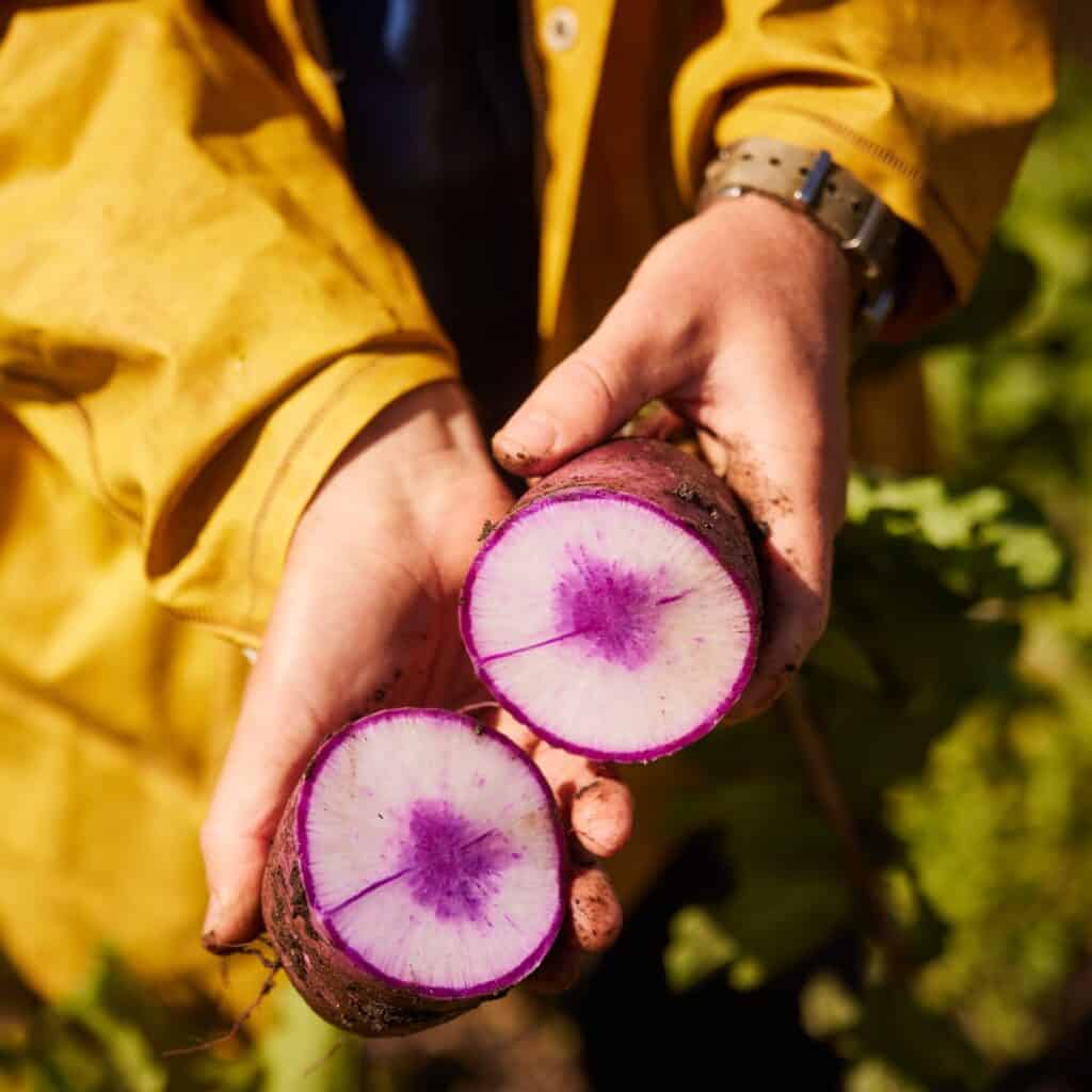Person holding two freshly harvested purple turnips in a farm setting.