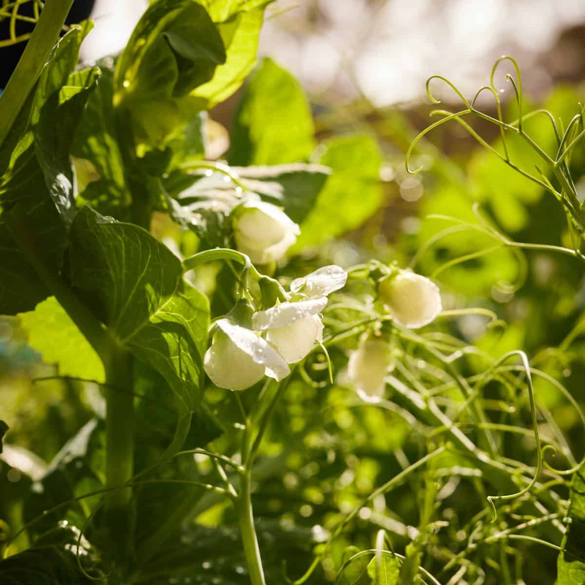 Close-up of a green plant with white flowers and tendrils in sunlight.