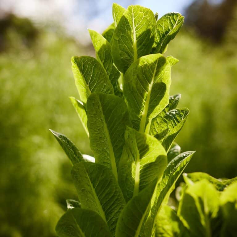 Close-up of vibrant green lettuce leaves with detailed texture.