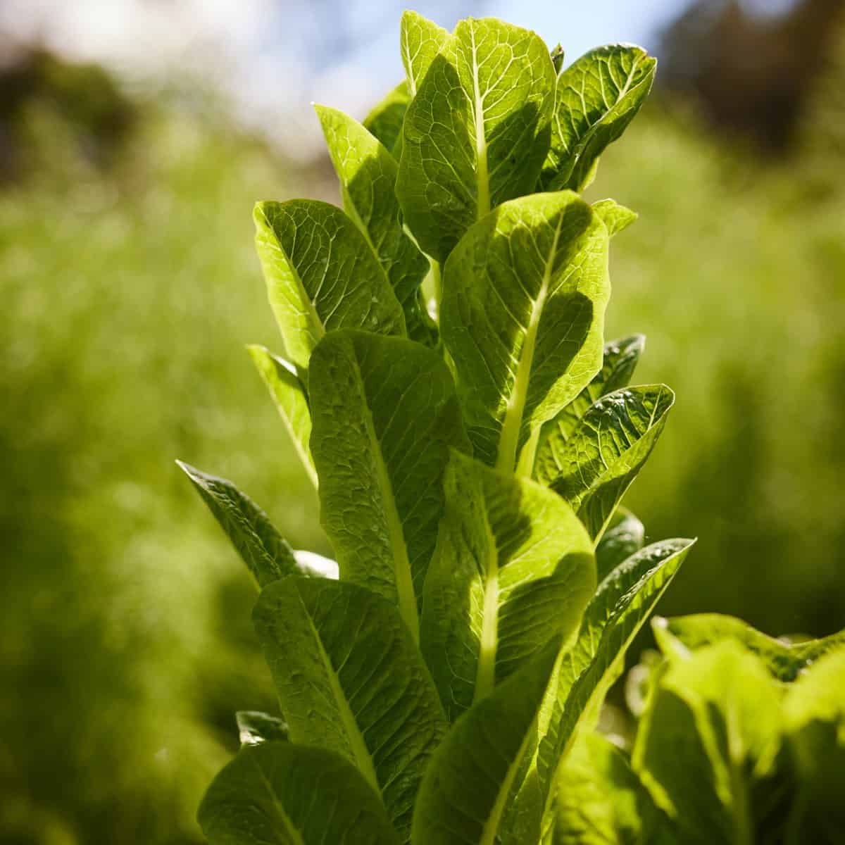 Close-up of vibrant green lettuce leaves with detailed texture.
