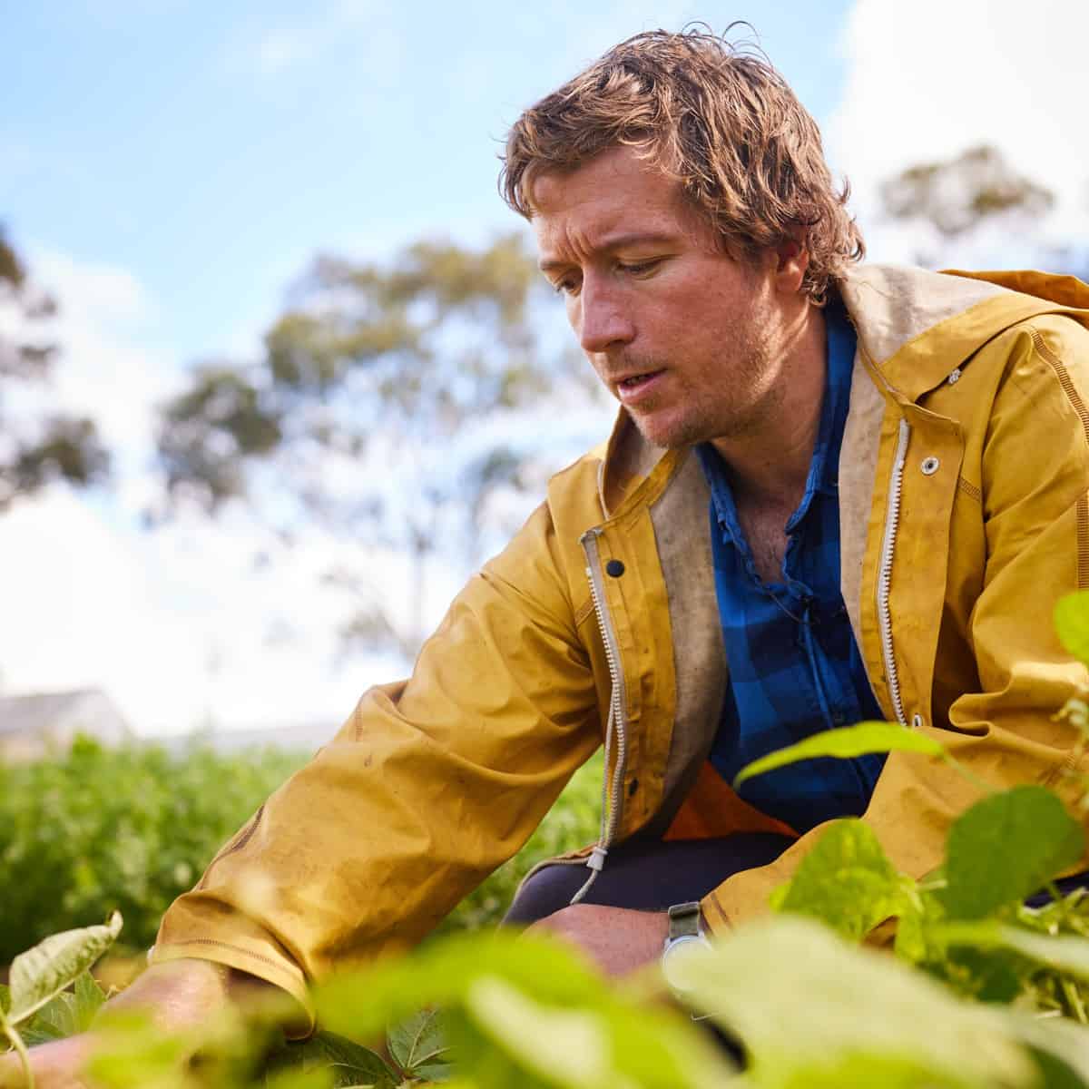 Farmer examining plants in a lush green farm setting.