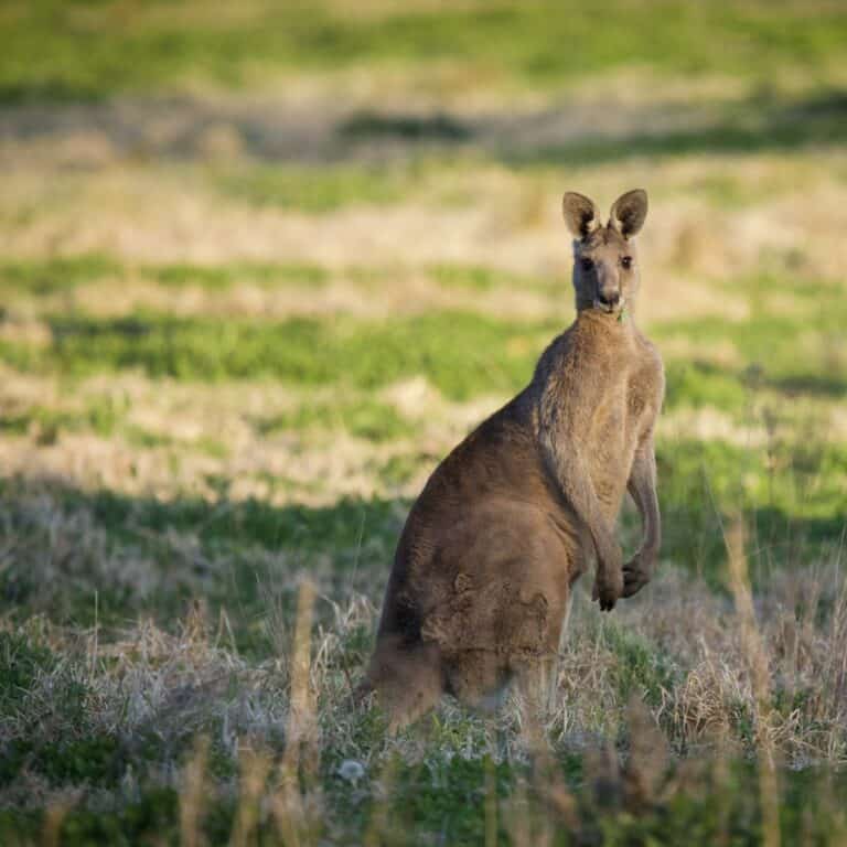 Kangaroo standing in grassy field at LOT 101 staging area.