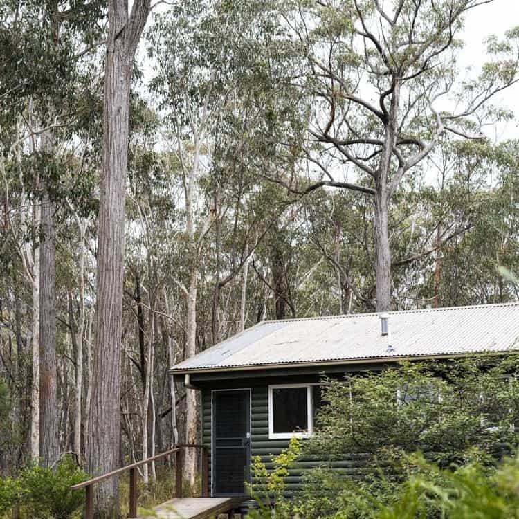 Small cabin surrounded by tall trees in a lush forest environment.