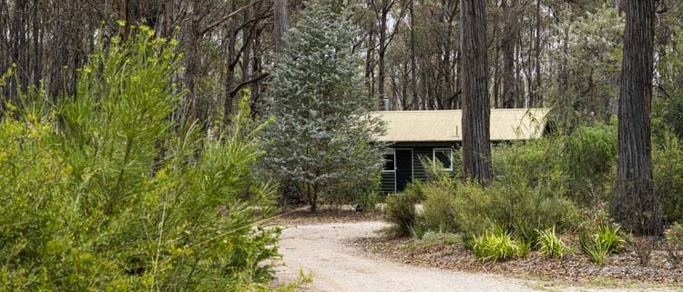 Cozy cabin surrounded by tall trees and lush greenery at LOT 101.