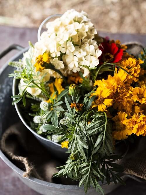 Colorful farm flowers including marigolds and hydrangeas in a black bucket.
