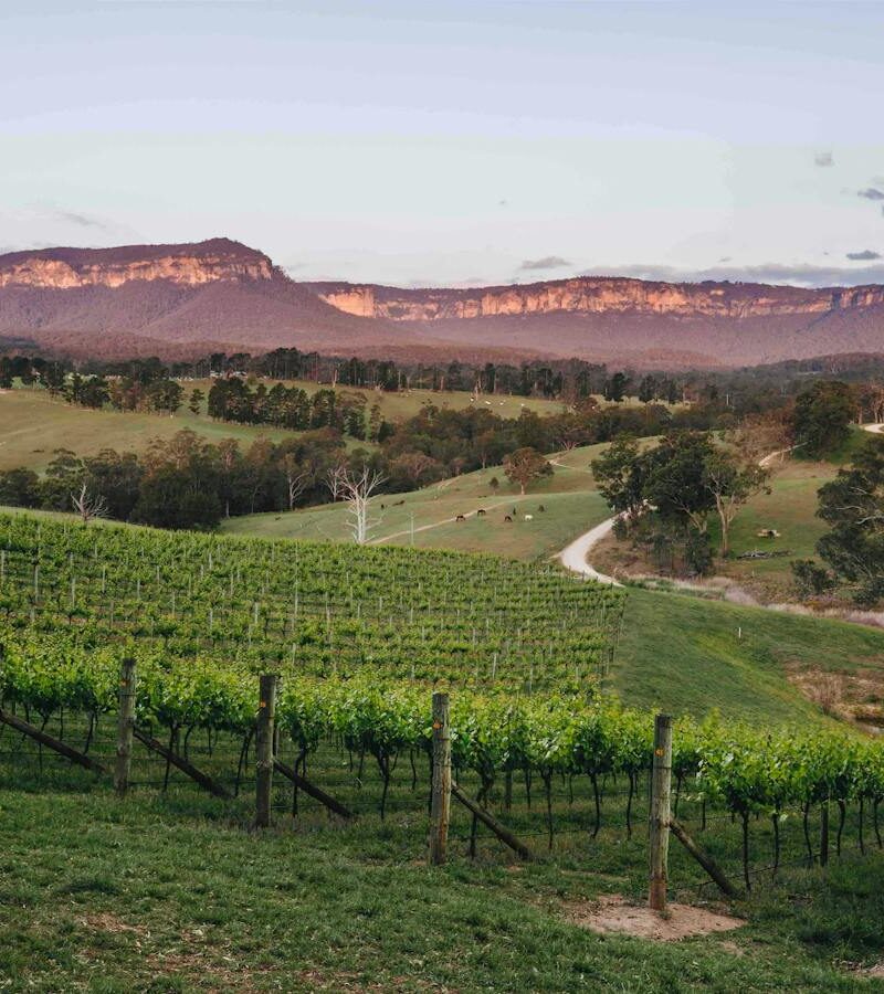 Scenic view of Dryridge Estate vineyards with mountains in the background.