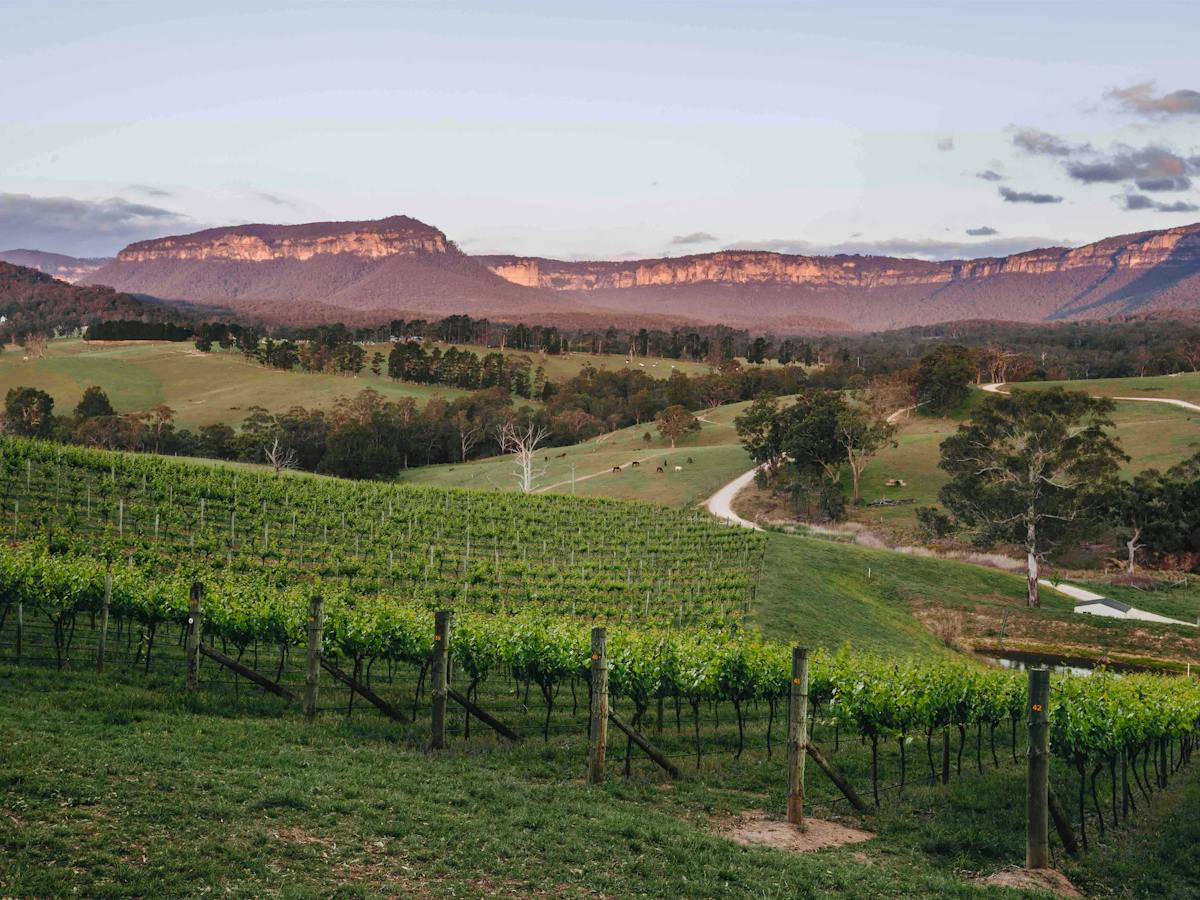 Scenic view of Dryridge Estate vineyards with mountains in the background.