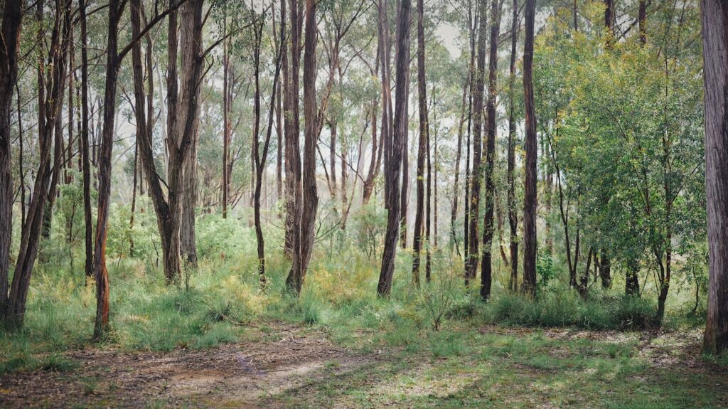 Dense forest with tall trees and green foliage in a natural setting.